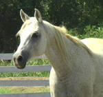 gris polonais jument arabe