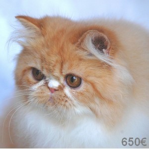 Superbes Persans Loof***