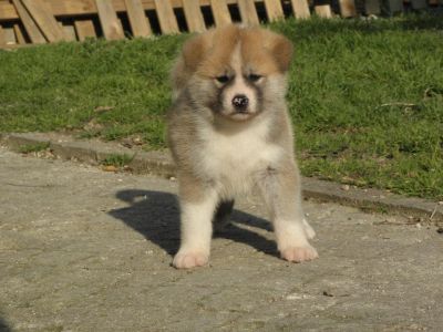 vends chiots akita inu