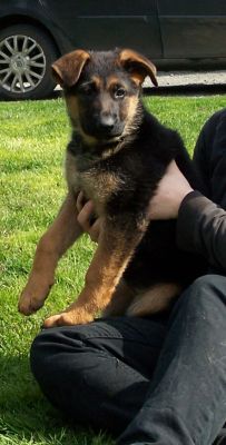 chiots lof berger allemand