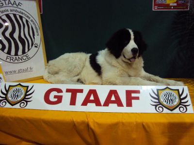 FORMATIONS ANIMALIERES