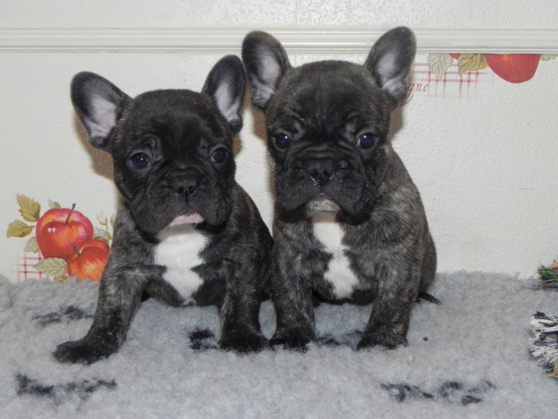 Chiots bouledogue français lof