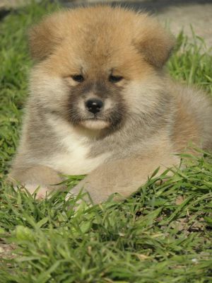 vends chiots akita inu