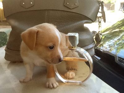  chihuahua recherche une famille 