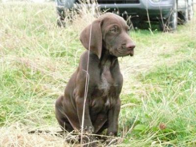 Des chiots braques Allemand sont nés le 30/08/2011