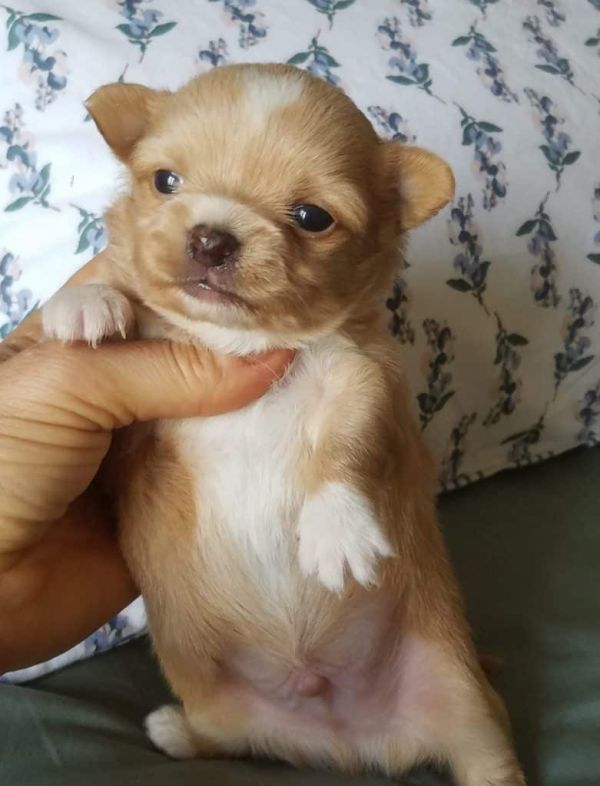 A réserver Chiot Chihuahua mâle