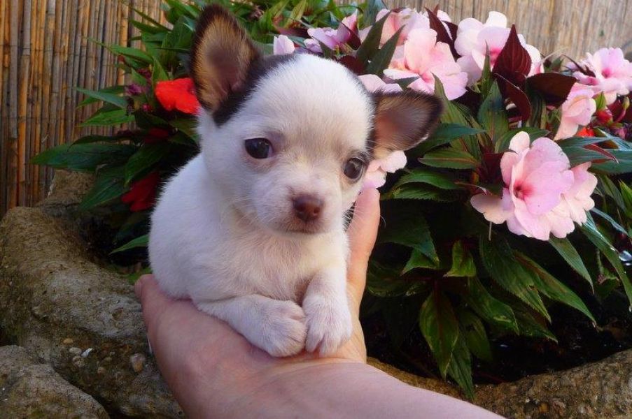 Don de ma Superbe femelle chiot chiwawa