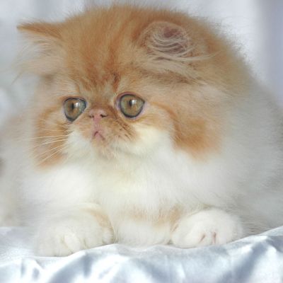 superbes chatons persan loof