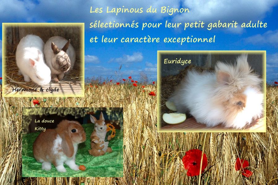 Lapins nains  et cochons d'inde pure race élevés en famille