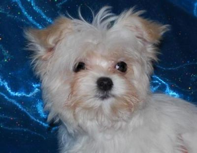 Mignon maltaise babe