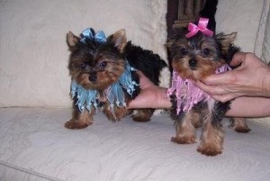 Yorkie cachorros dulces disponibles (westcott1232@gmail.com)