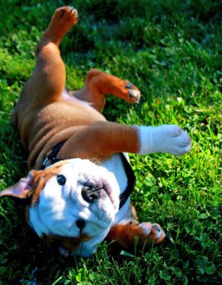 Chiots types Bouledogue anglais pour vous.