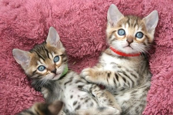 Bengal kittens for sale