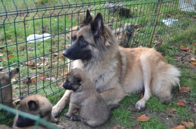 bb types Berger Belge Tervueren