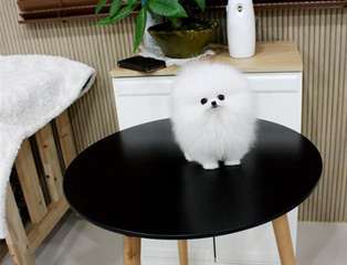 Donne le chiot le plus petit du monde contre bons soins