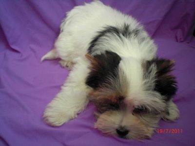 Reinrassige Biewer Yorkshire Terrier Hündin a la pom pon