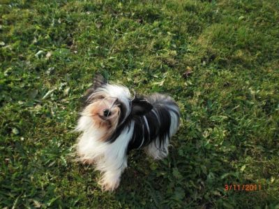 Biewer Yorkshire Terrier Hündin