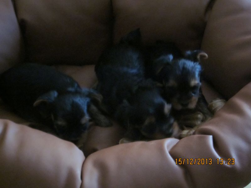 A vendre bb yorkshire