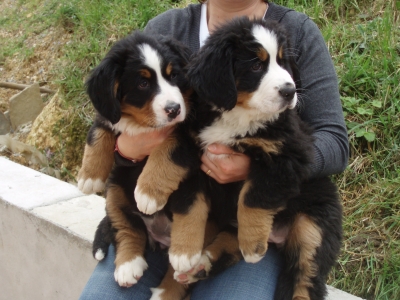 Splendide Chiots Bouvier Bernois Lof