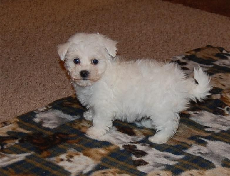 Urgent ! Cherche nouvelle famille pour mon chiot bichon frisé blanc 