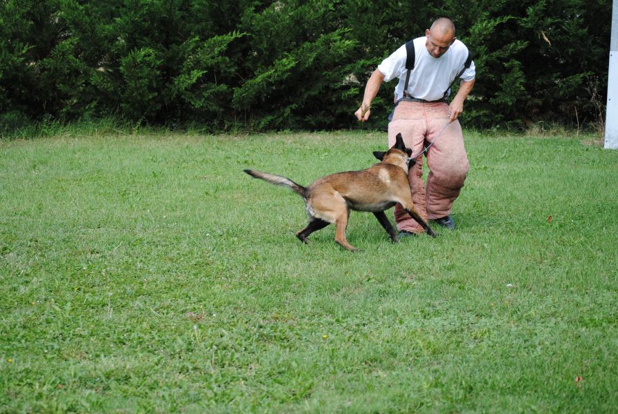 Proposition saillie malinois confirmé 