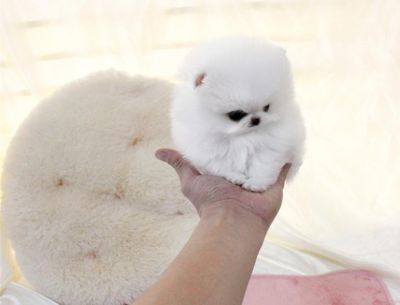 Donne chiot pomeranien nain