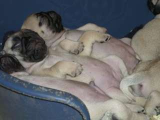 5 chiots carlins (pug) à donner