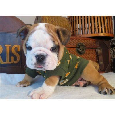 2 chiots bouledogue anglais à donner de toute urgence