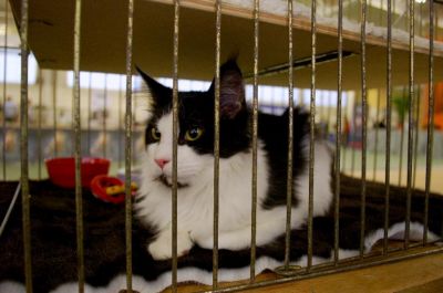 Adorable chaton Maine Coon