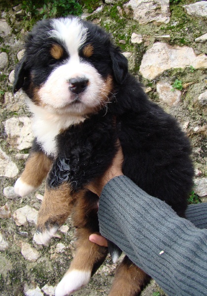 Splendide Chiots Bouvier Bernois Lof