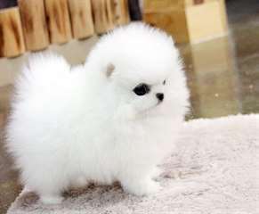  Donne ce chiot Pomeranien ki fera 1,2kg adulte 