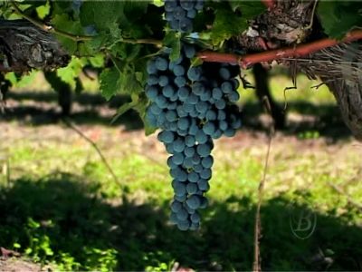 cherche commercial dans le dept 51