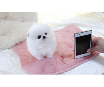 A donner chiot pomeranien
