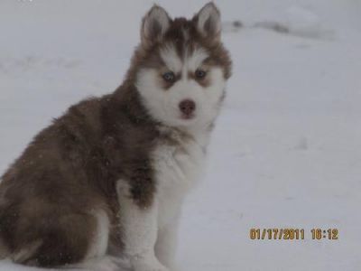 chiots akita mignon à vendre
