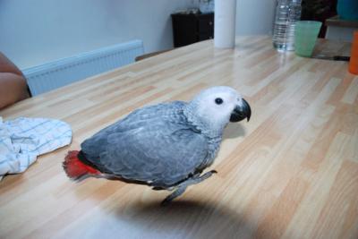 Adorable perroquet gris du Gabon
