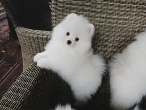 Superbe chiots spitz nain disponible de suite 