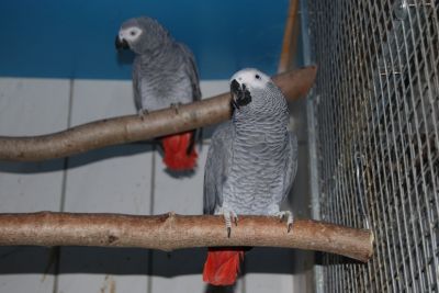 Couple de Perroquets Gris du Gabon Eam