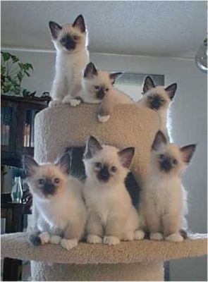 chatons type sacre de birmanie non loof