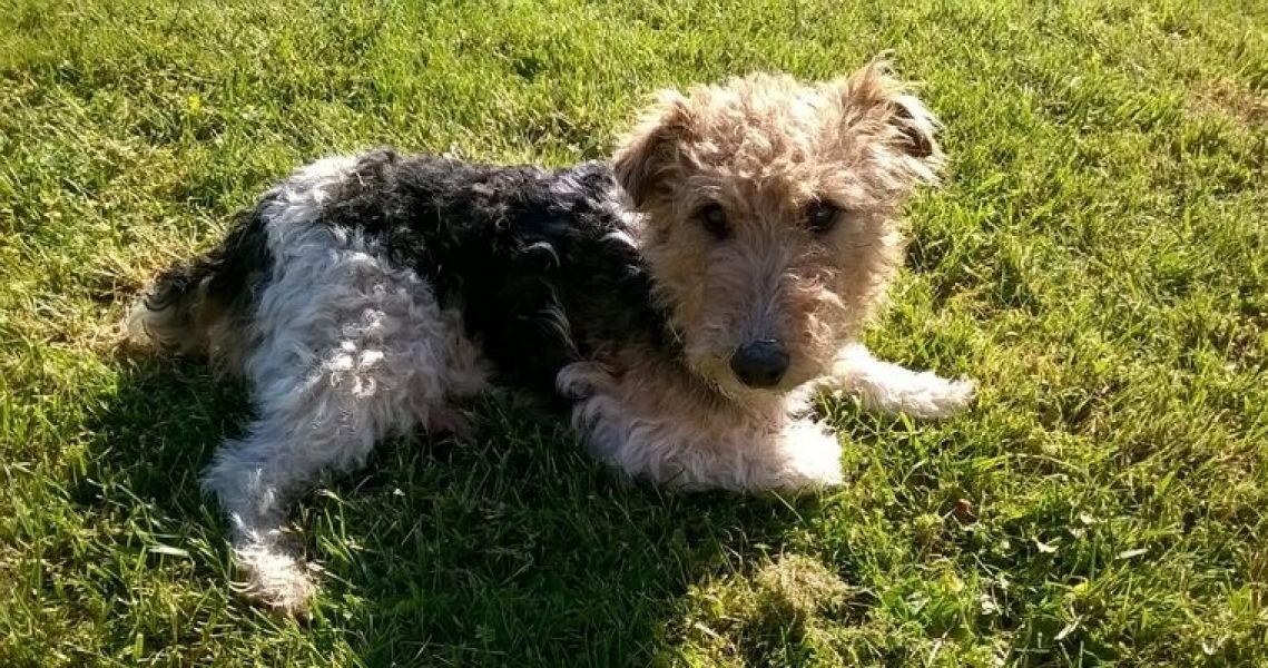A donner Chiot Femelle FOX TERRIER