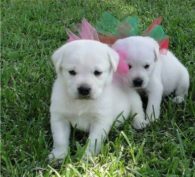 2 toutou de race labrador retriever à donner gratuitement