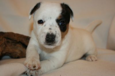 Chien type jack russel à donner 