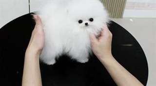 Donne le chiot le plus petit du monde contre bons soins