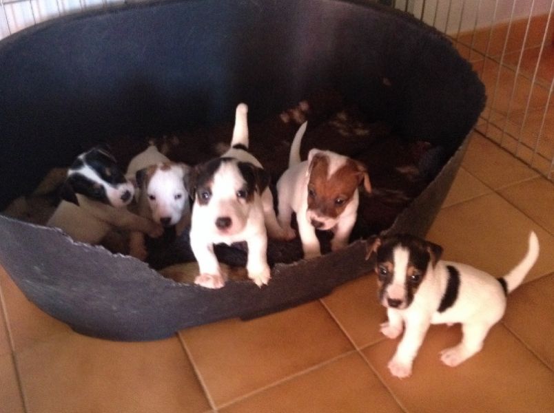  A reservé chiot jack russel pour noel