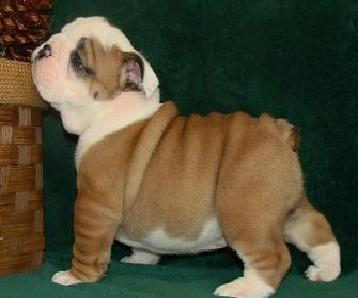 Cute chiots Bulldog pour adoption