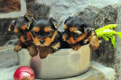 MINI CHIOT YORKSHIRE 