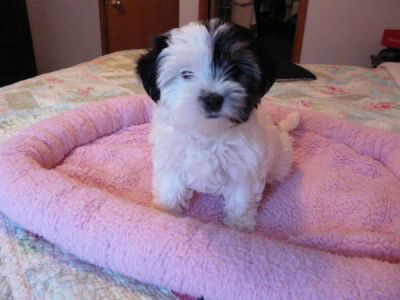  Deux chiots yorkshire disponible