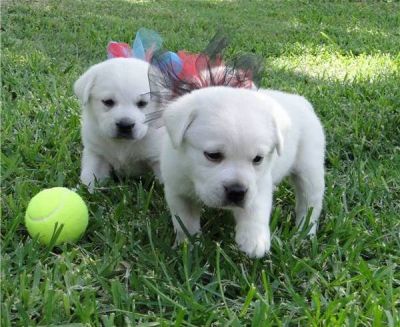 2 toutou de race labrador retriever à donner gratuitement