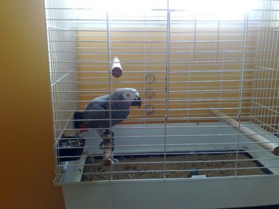 magnifique Gris du Gabon femelle