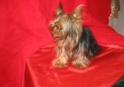 Beau et impressionnant Yorkie chiot pour adoption.