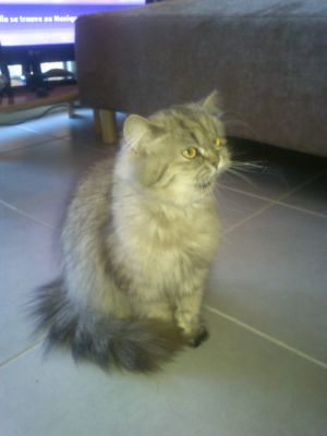  CHATS DE NOËL! JOLIS PERSANS, PRIX RAISONNABLE